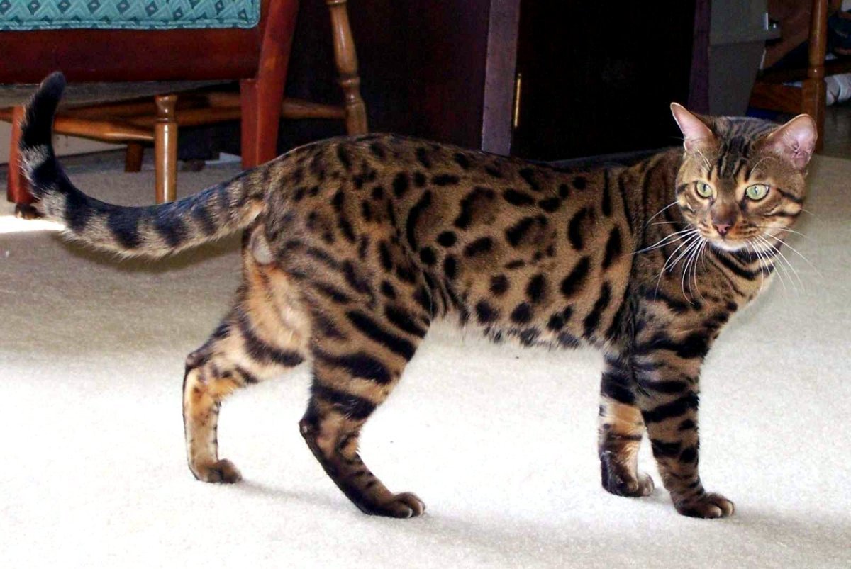 Бенгальская кошка длиннолапая