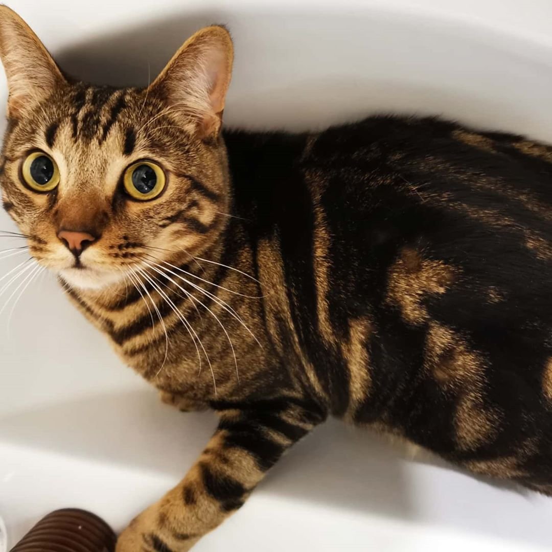 Бенгальская кошка мраморная