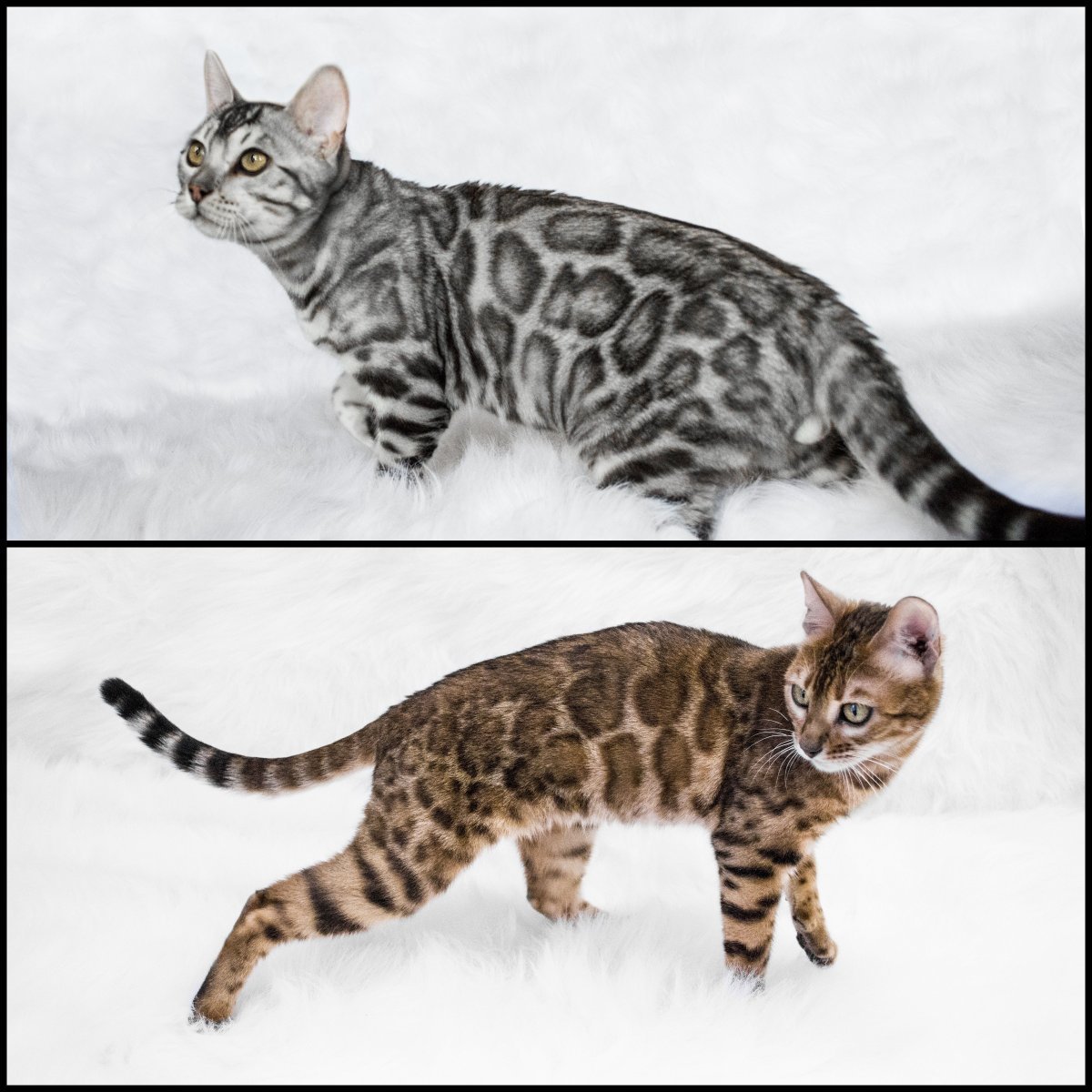 Блю тебби Бенгальская кошка