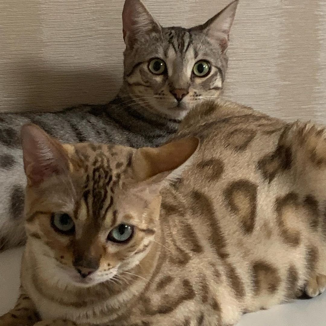 Абиссинская кошка скрещенная с бенгальским