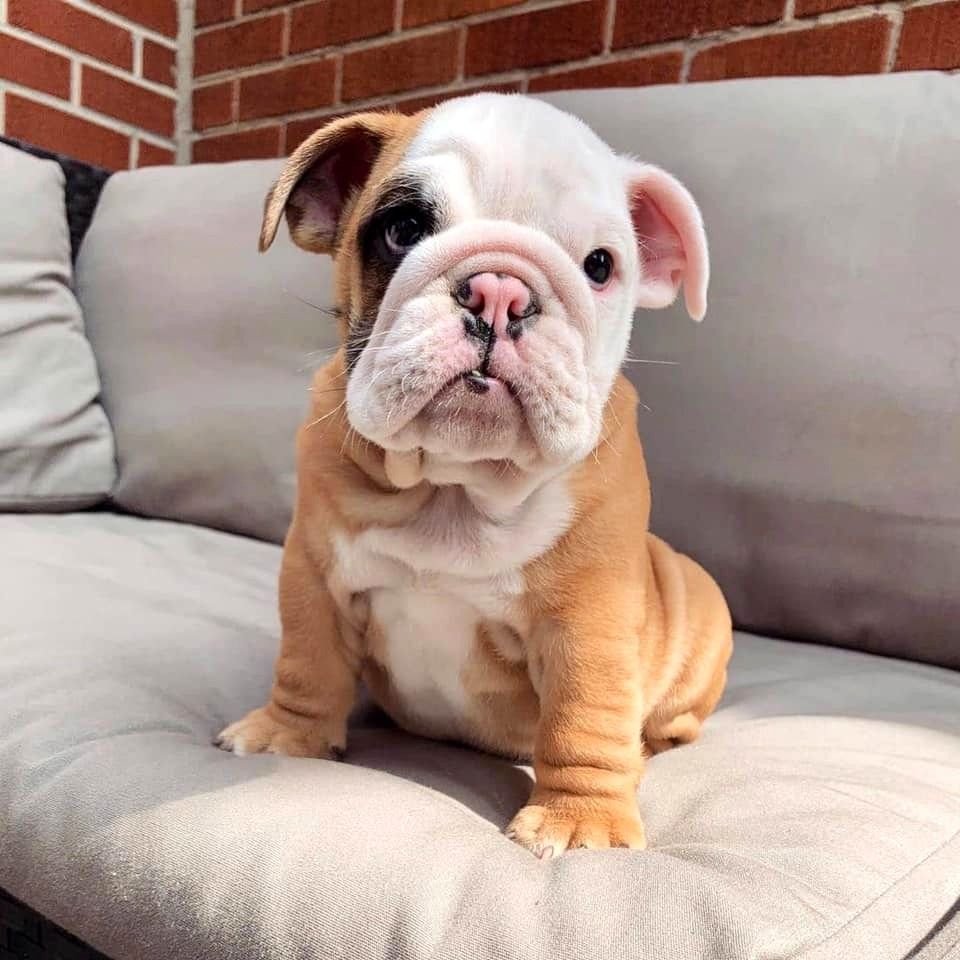 Британский бульдог щенок