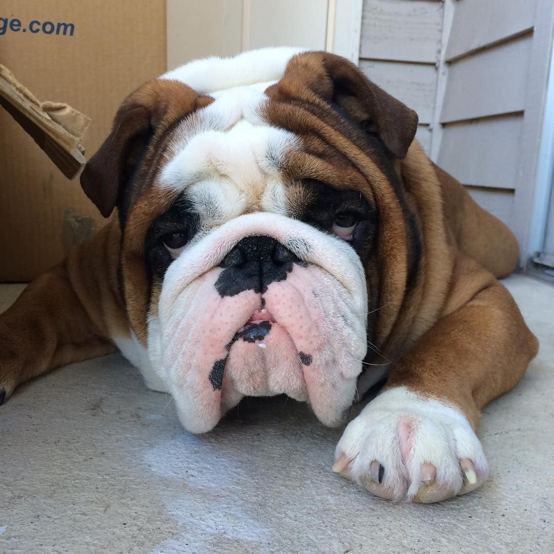 Английский бульдог семья