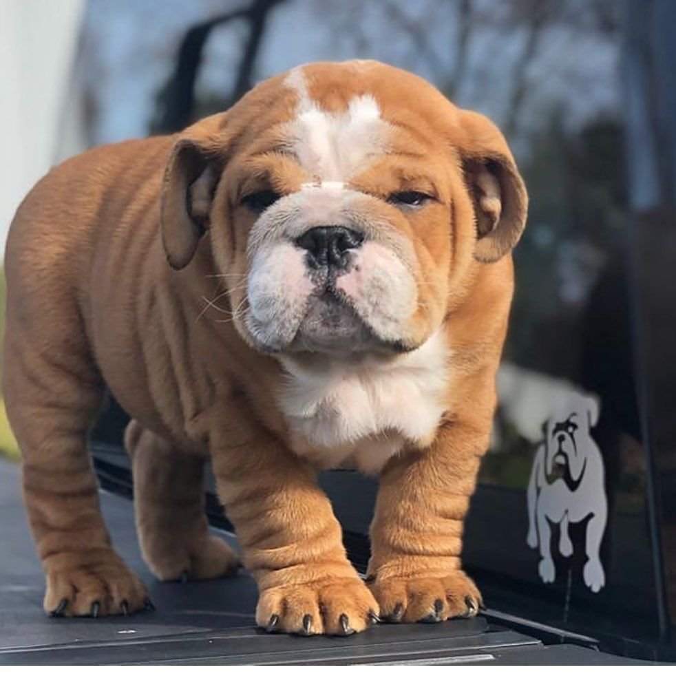 Пушистый бульдог