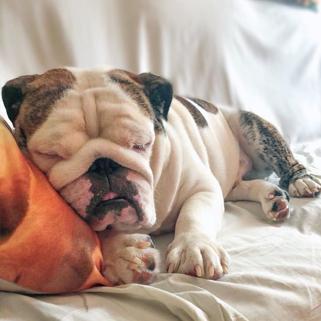 Английский бульдог породы собак