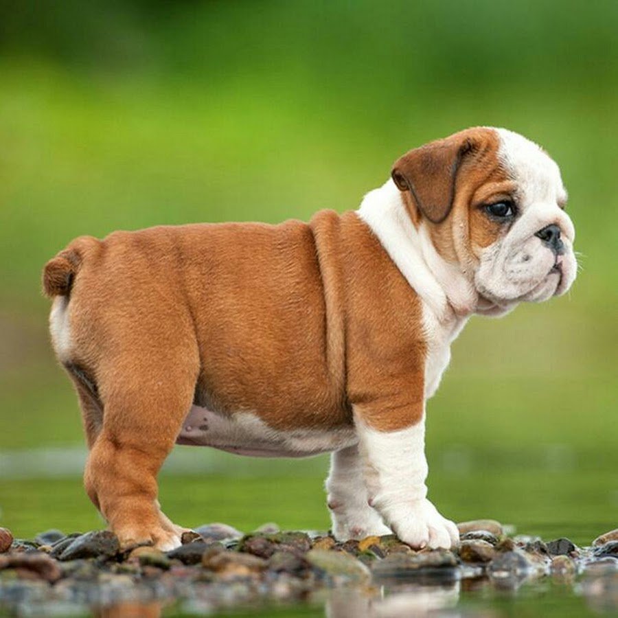 Бульдог Корнер