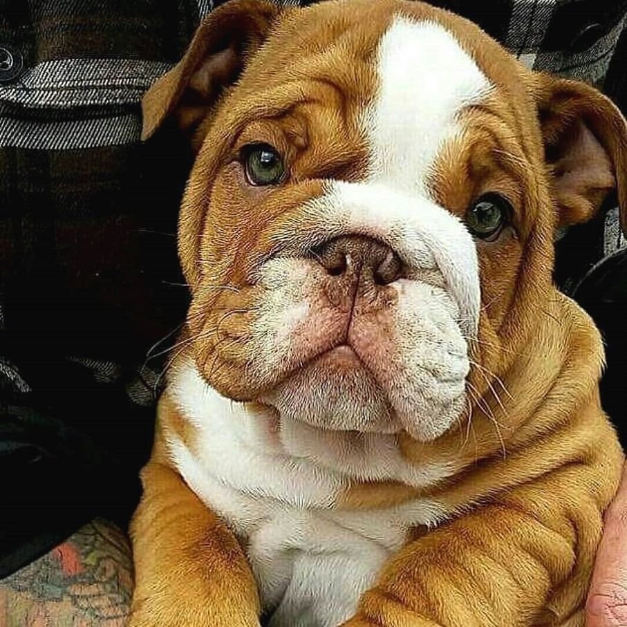 Британский бульдог собака