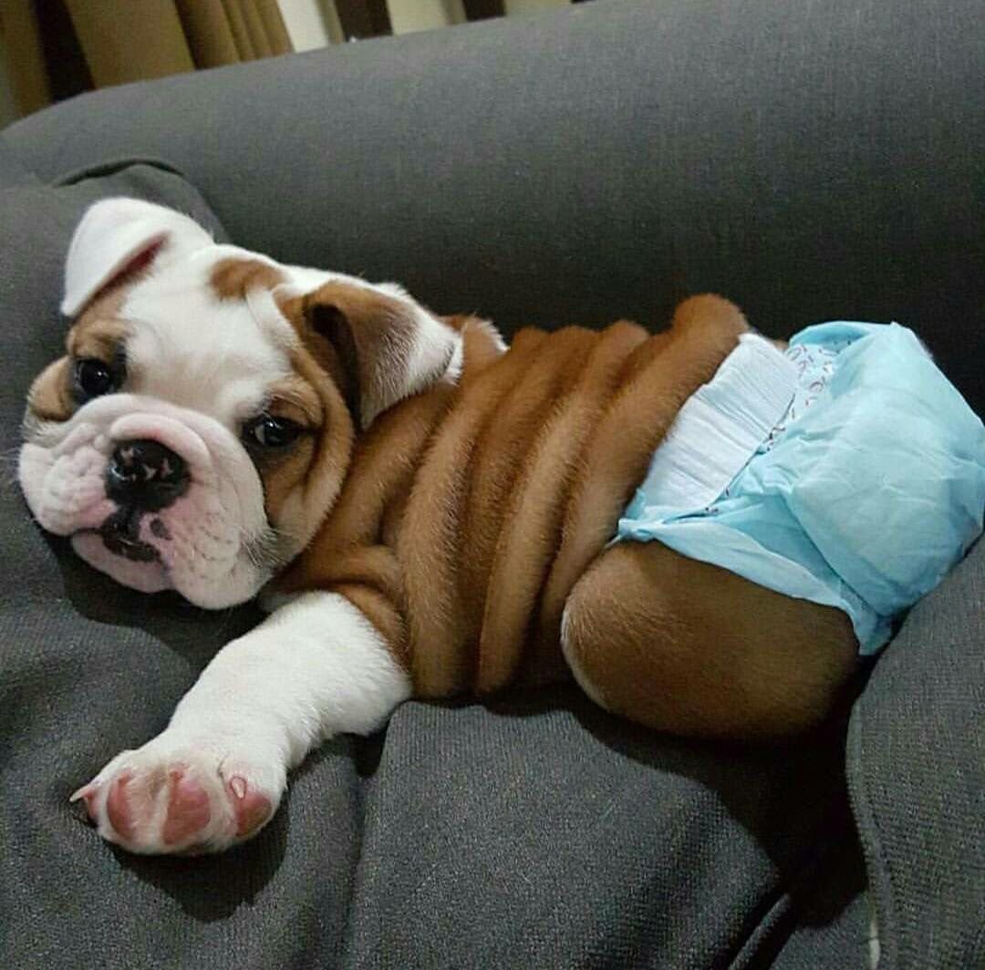 Смешной английский бульдог