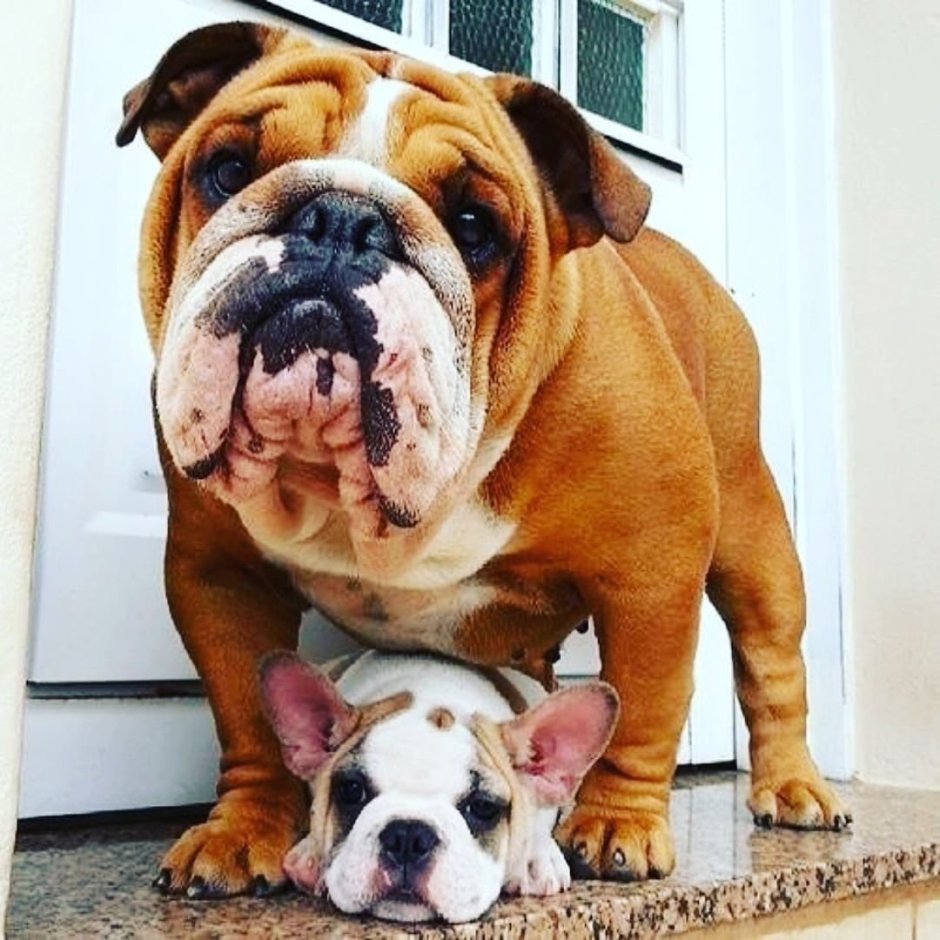 Порода бульдог голубоглазый