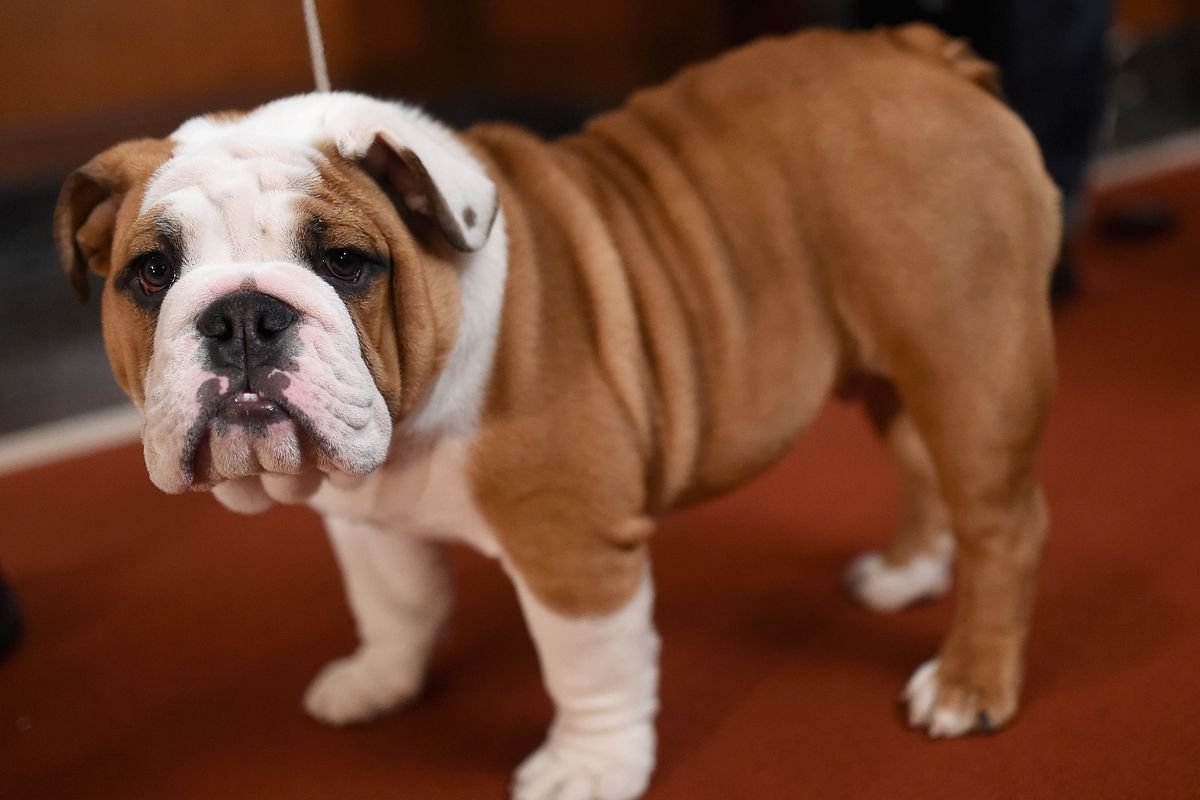 Бульдог провинился