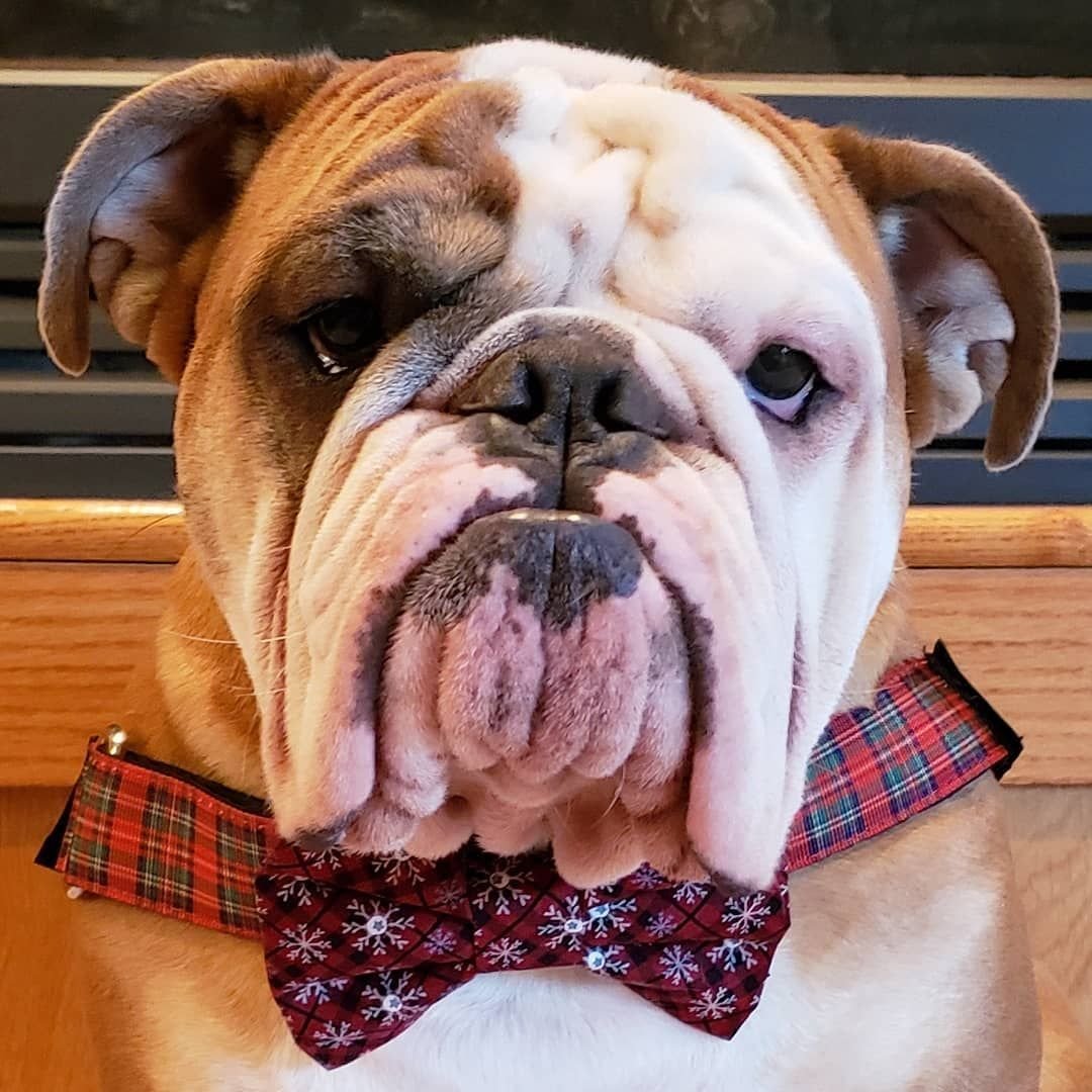 Бульдог Шерлока Холмса