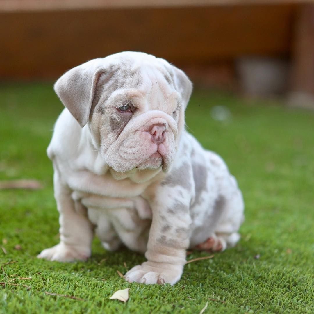 Английский бульдог