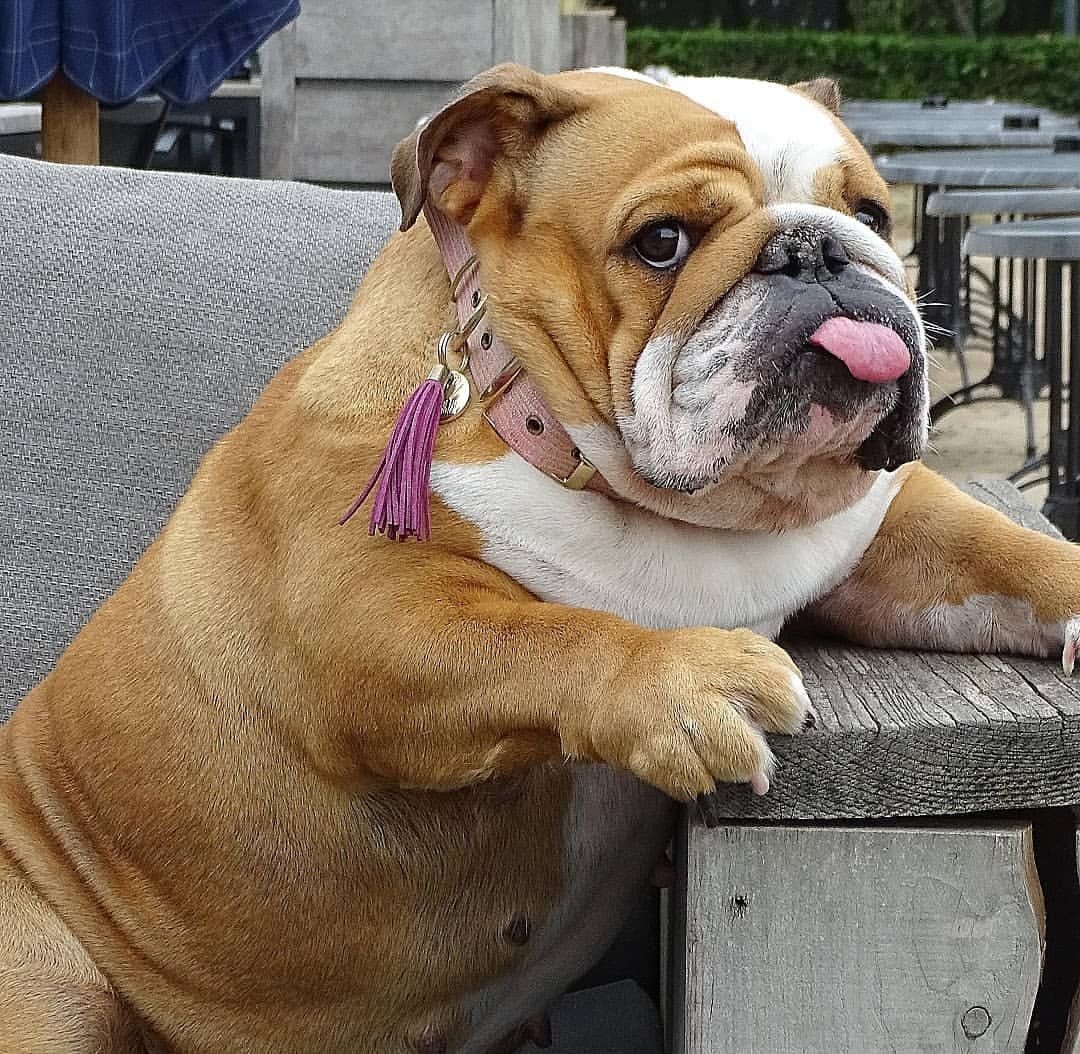 Доброе утро бульдог английский