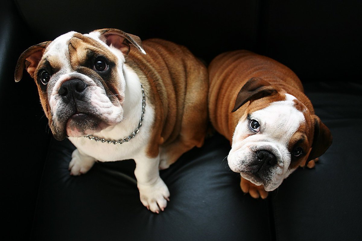 Английский бульдог мини