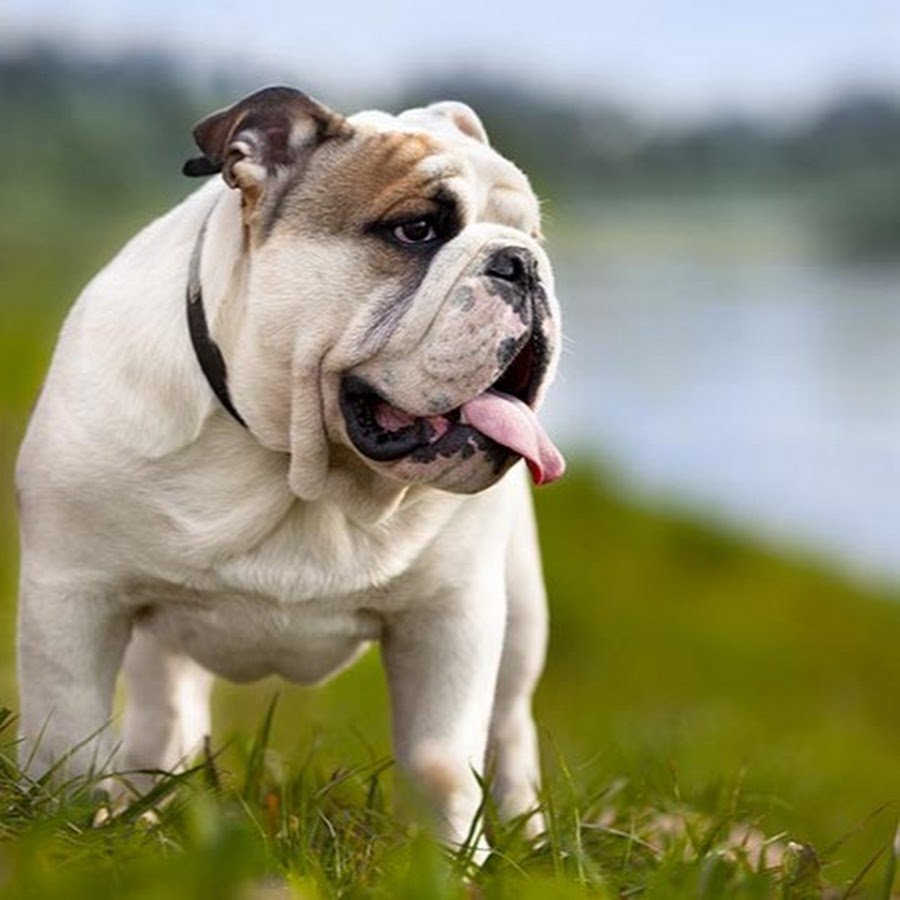 Маленькие щенки американского бульдога