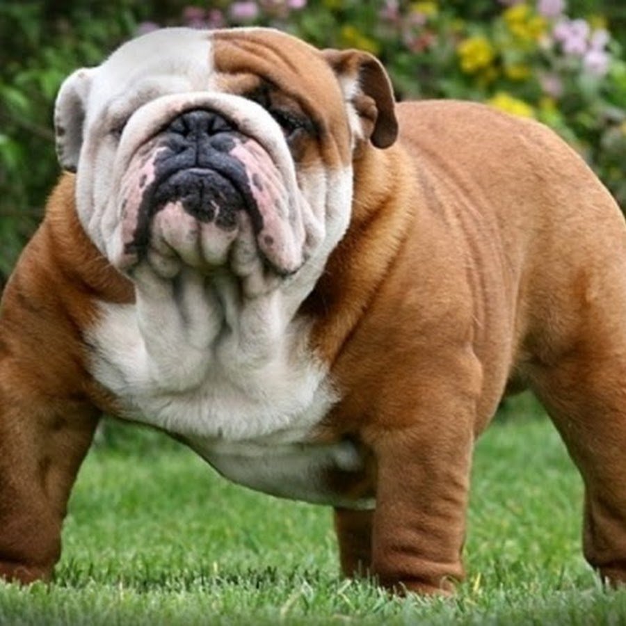 Бульдог щенок