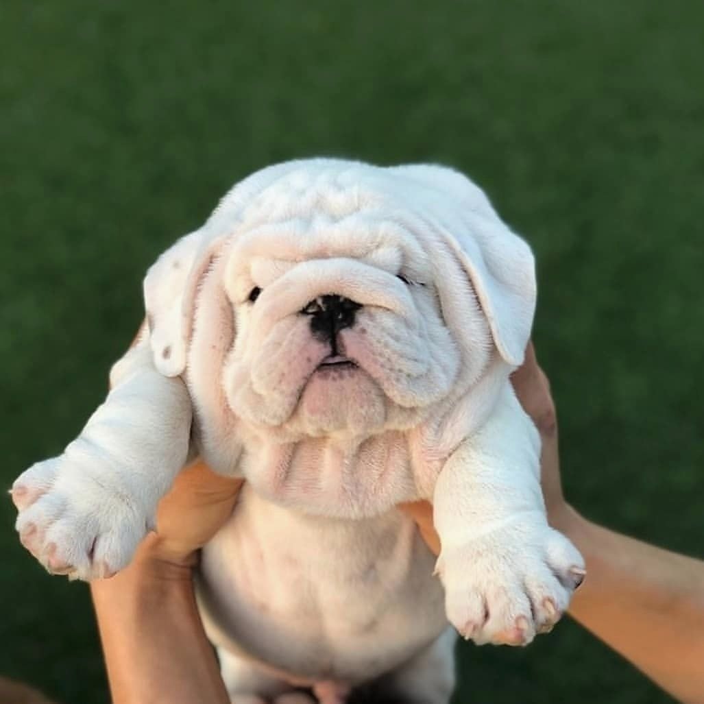 Щенок английского бульдога