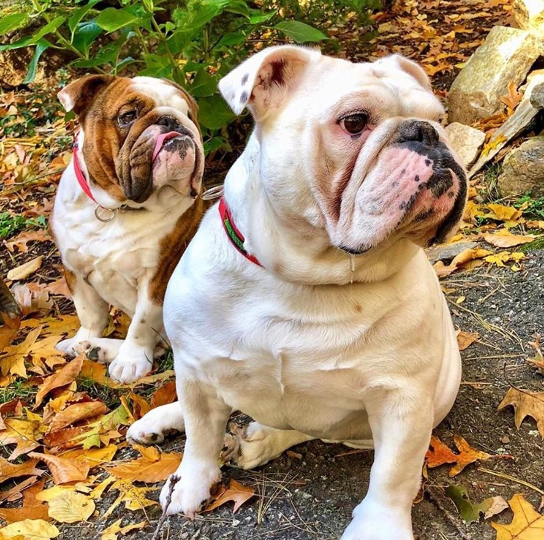 Английские бульдоги на корабле