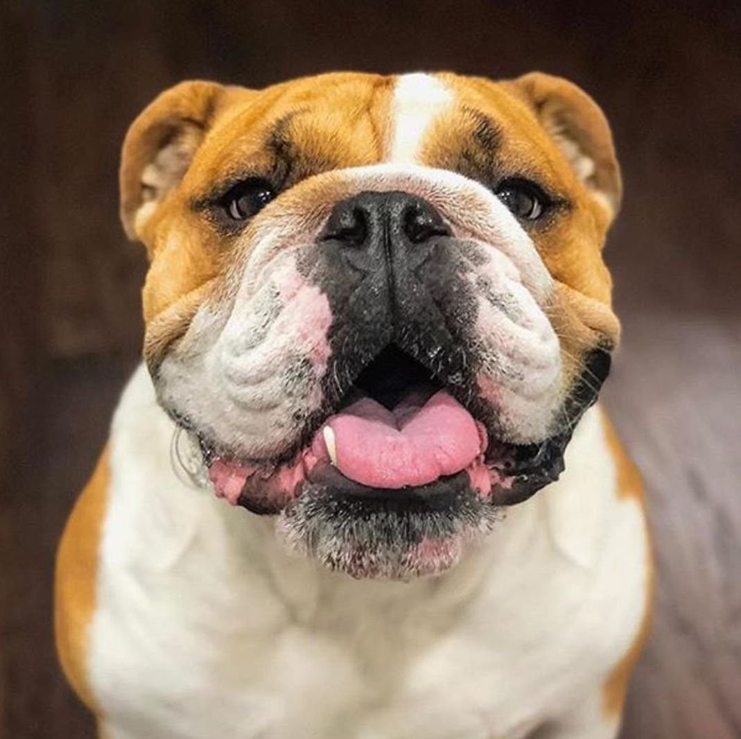 Собака английский бульдог