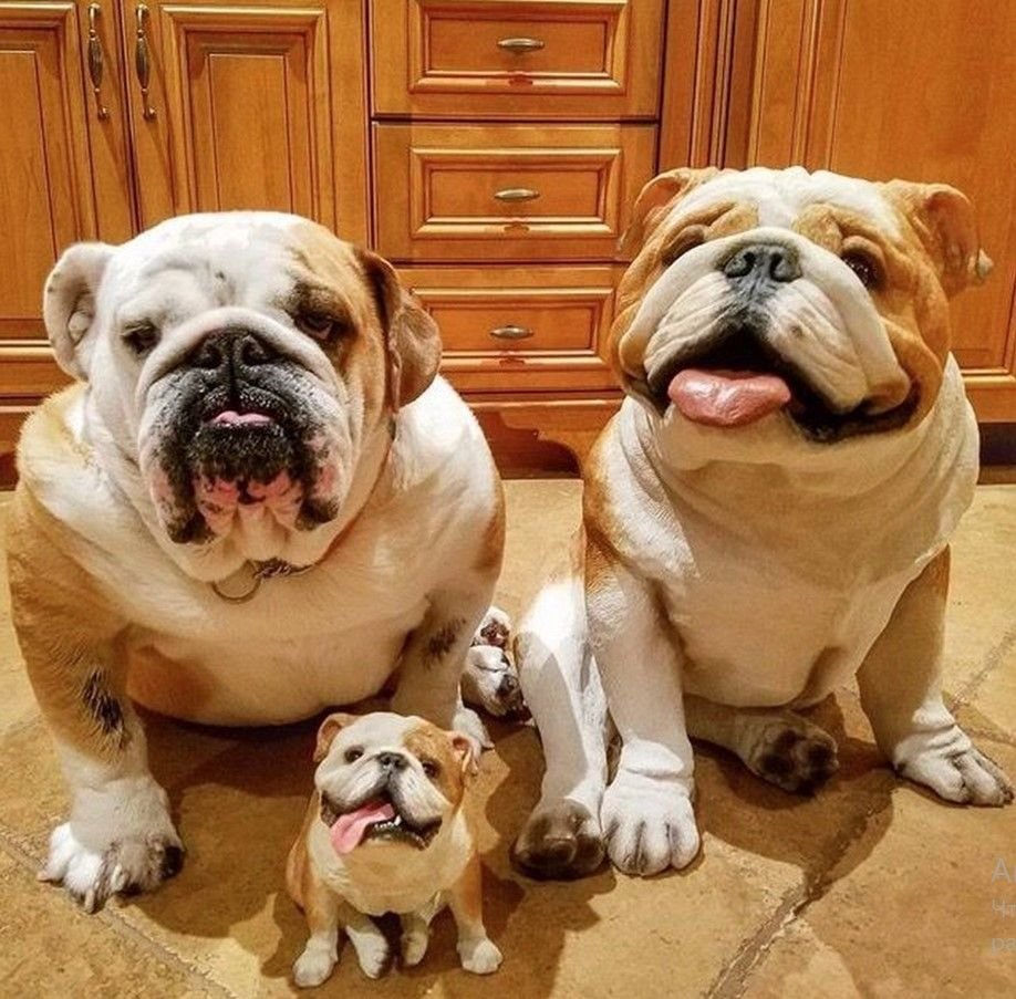 Английский бульдог мини взрослый