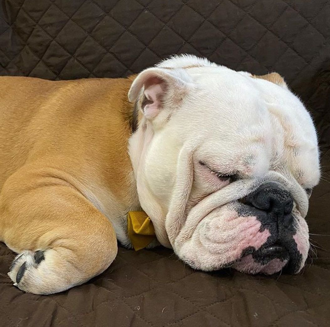 Британский бульдог собака