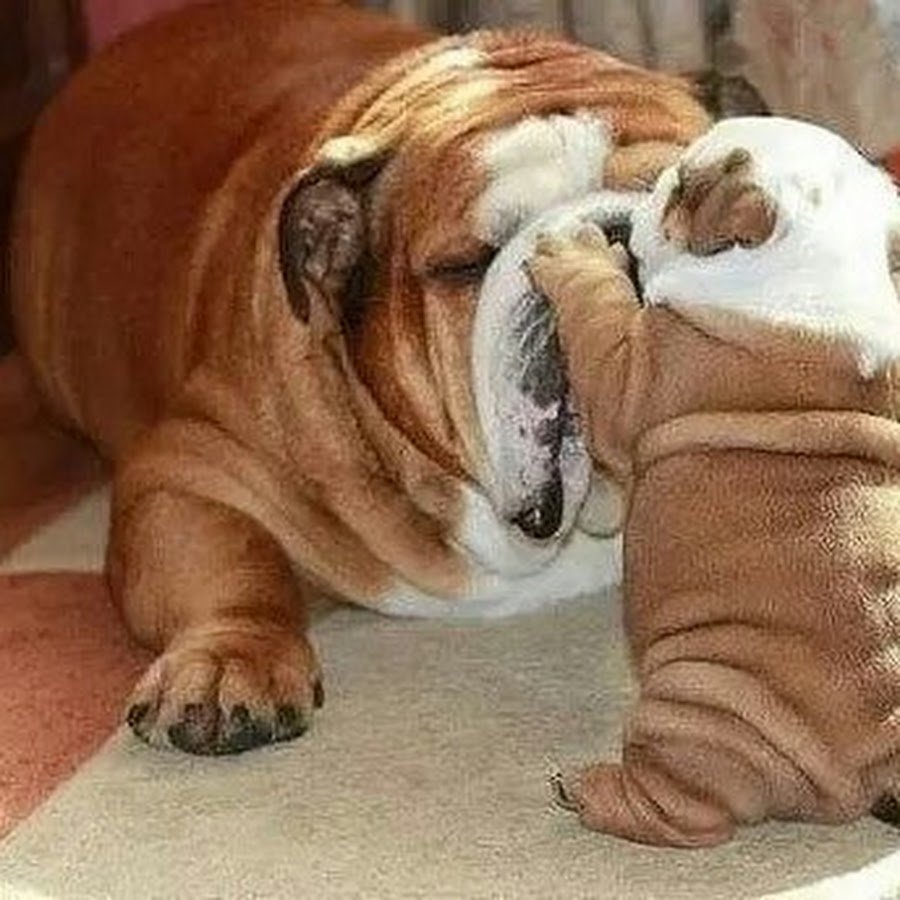 Всратый бульдог