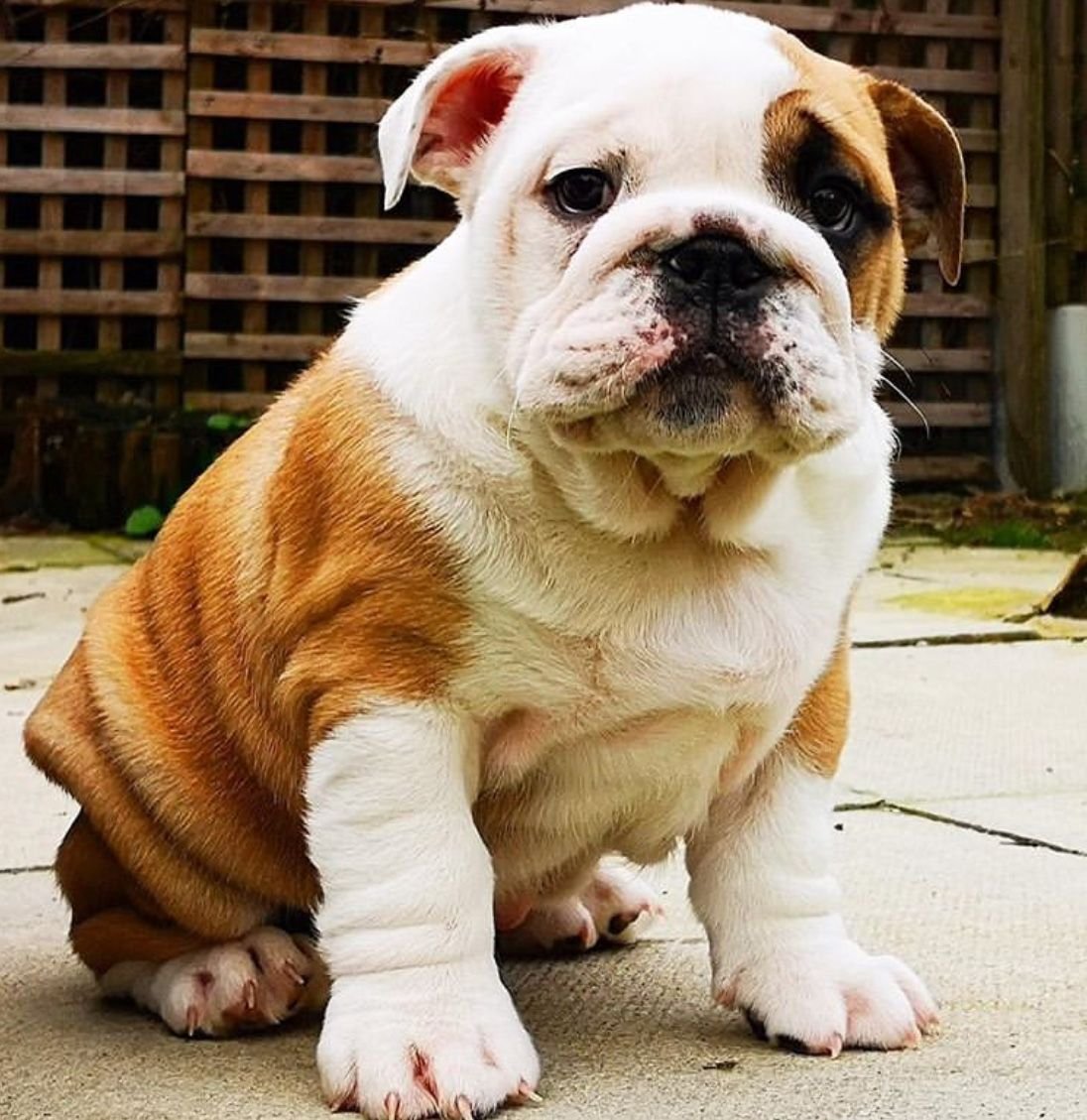 Английский бульдог щенок год