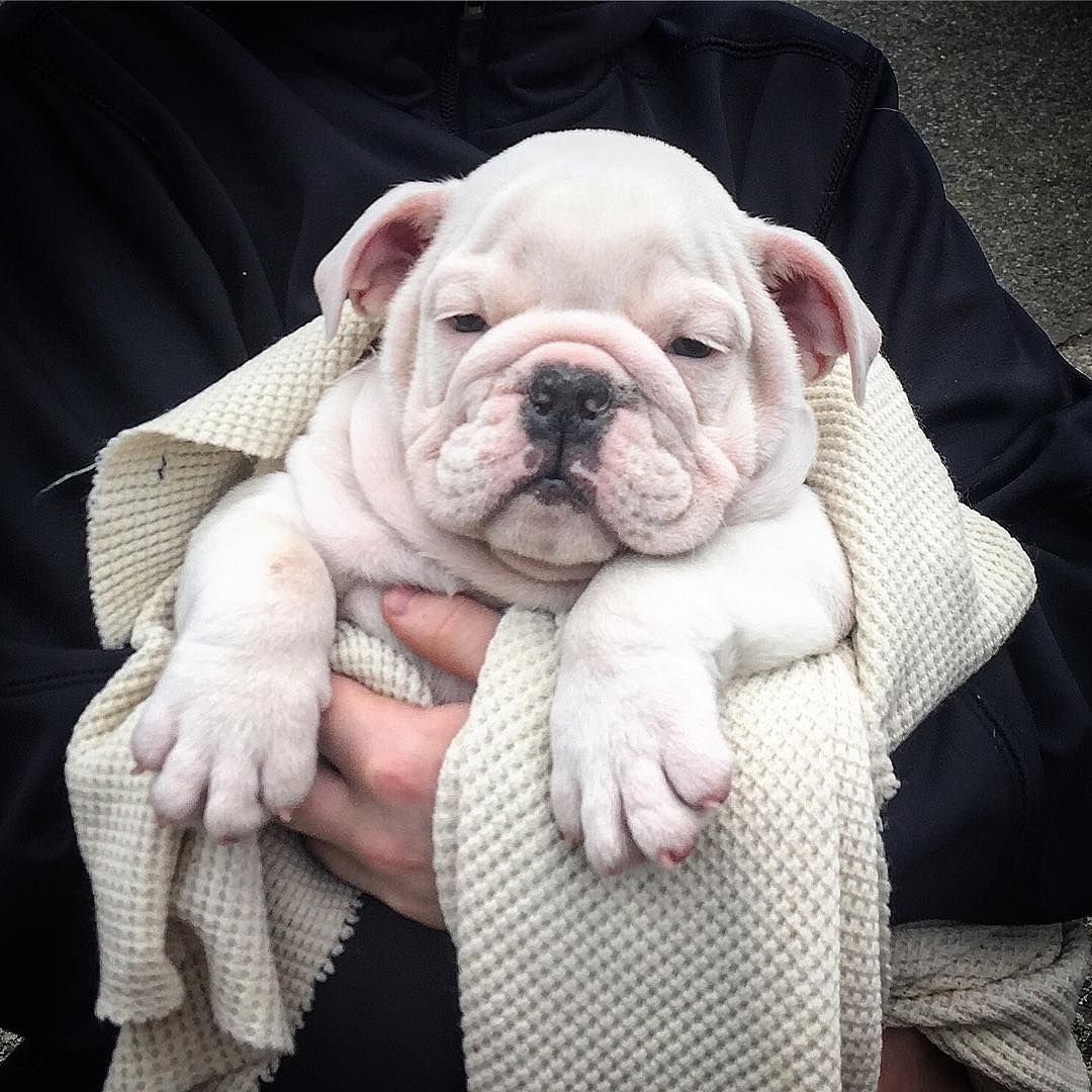 Английский бульдог детеныш