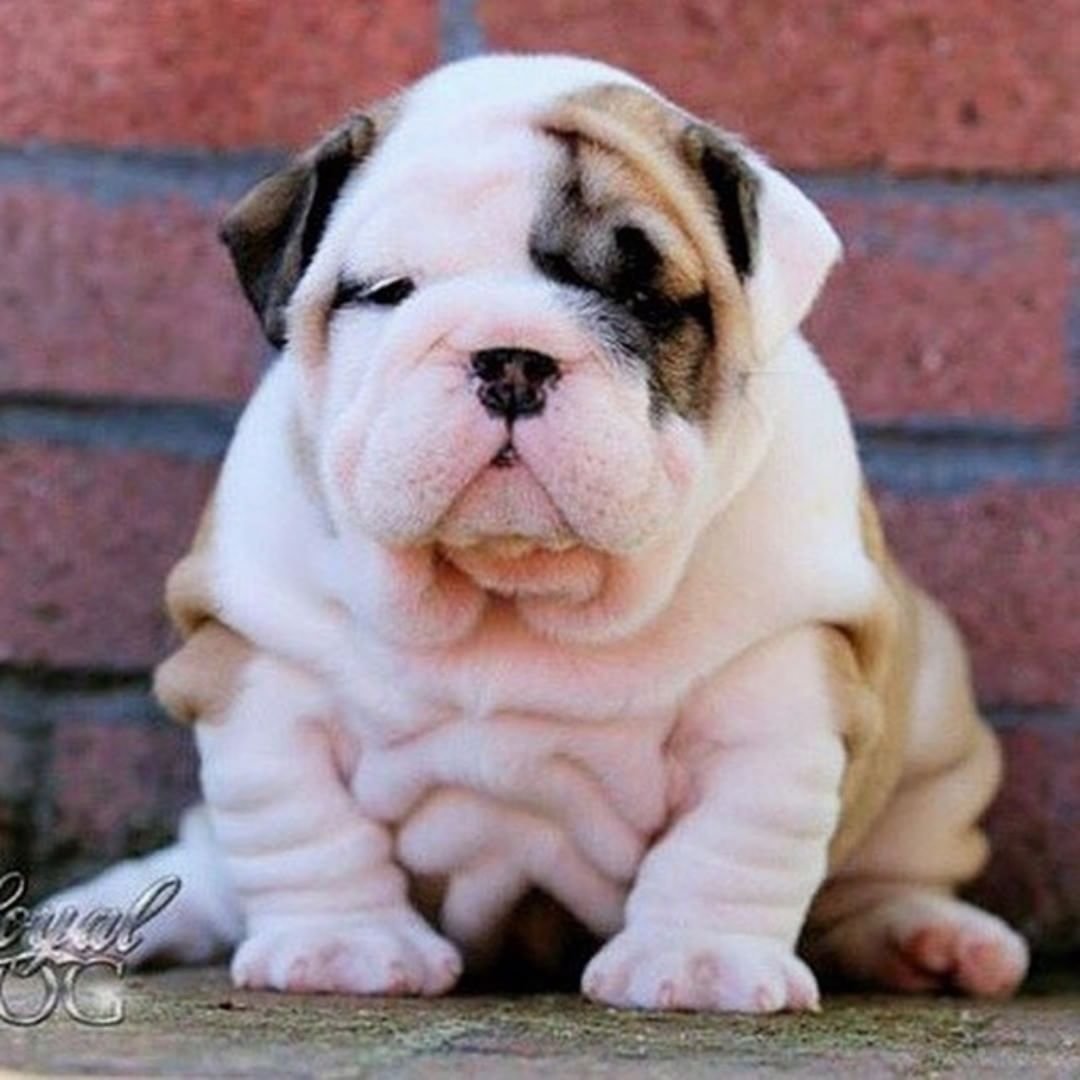Собака английский бульдог