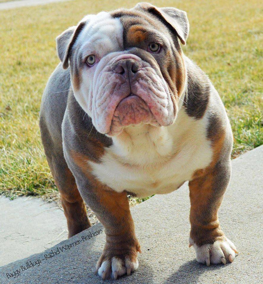 Ленивый английский бульдог