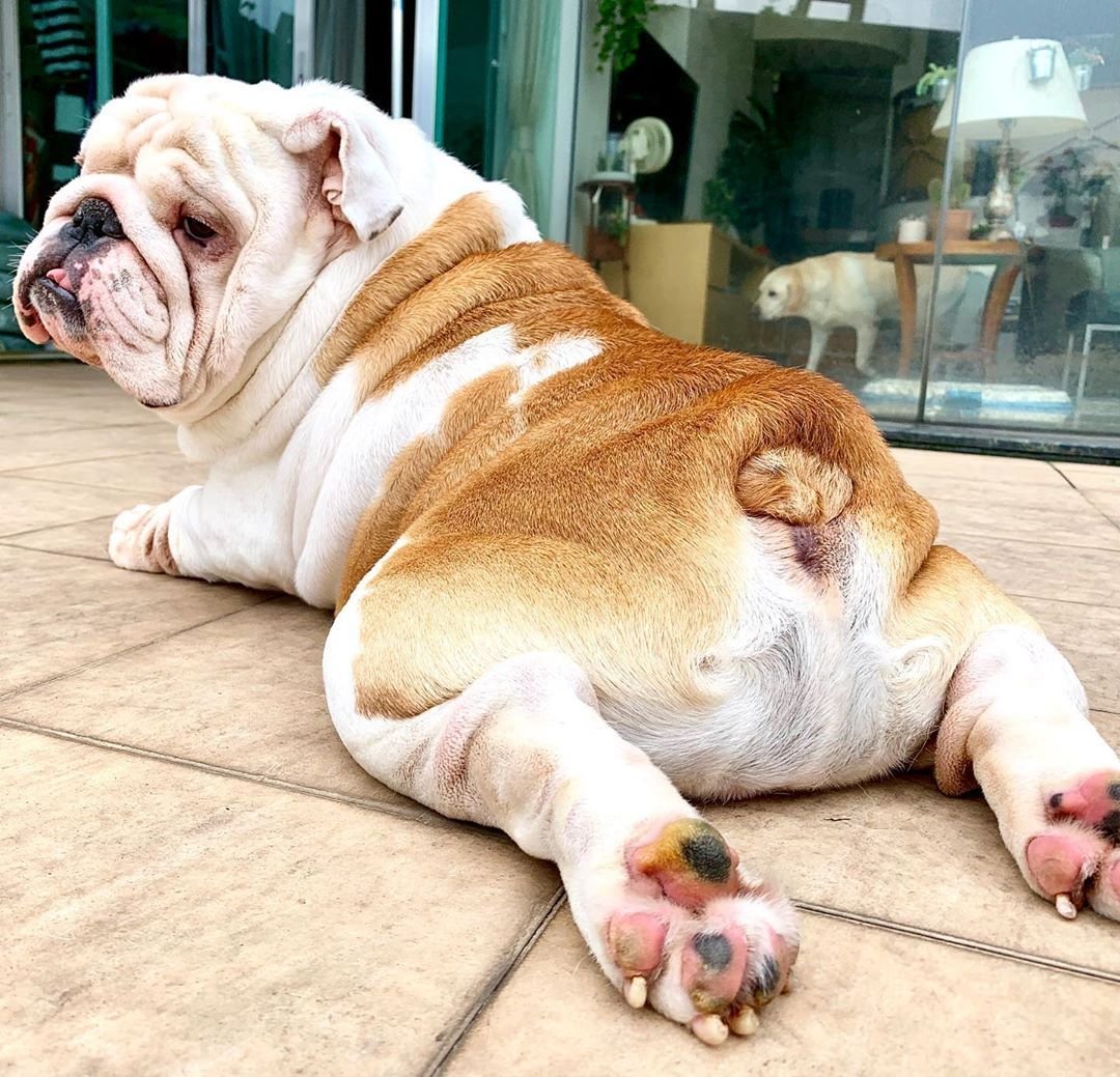 Староанглийский бульдог