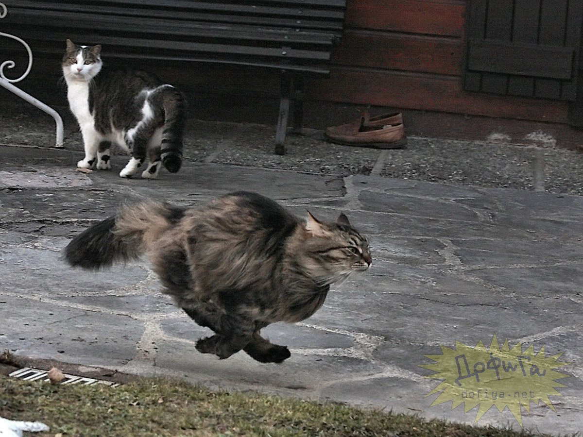 Дворовый боевой кот