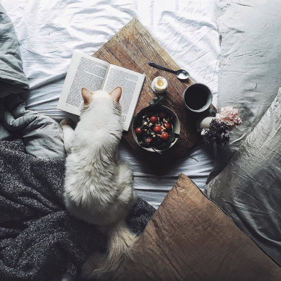 Селфи кота на фоне собак