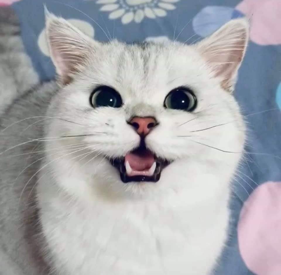 Бомбейская кошка когти