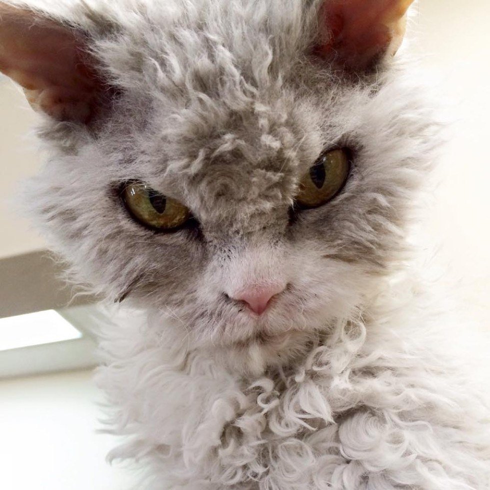 Кошка с добычей