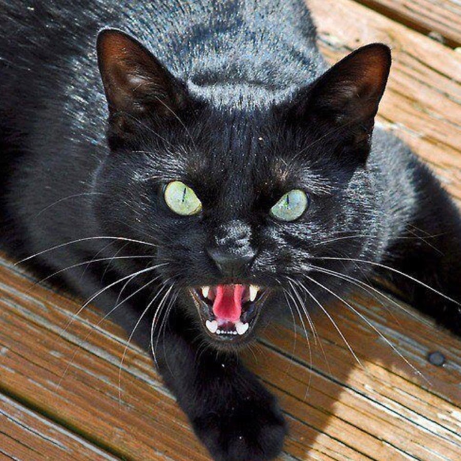 Кошки самые мурчащие