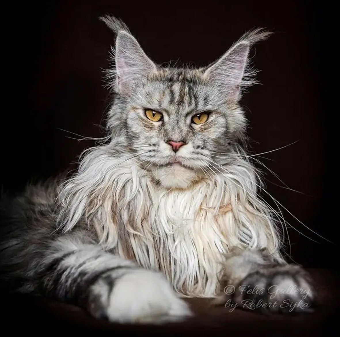 Кот и собака мемы