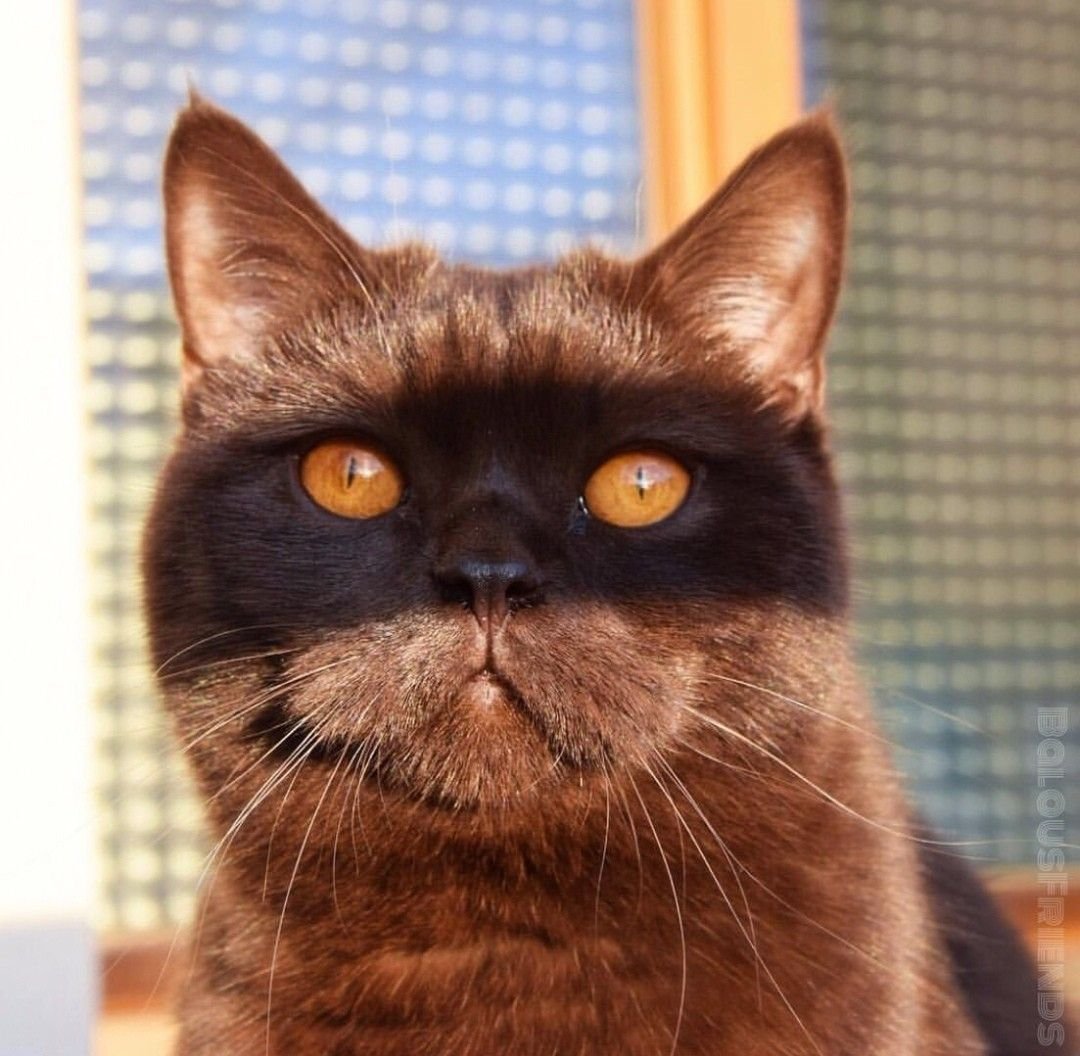 Дерзкий кот