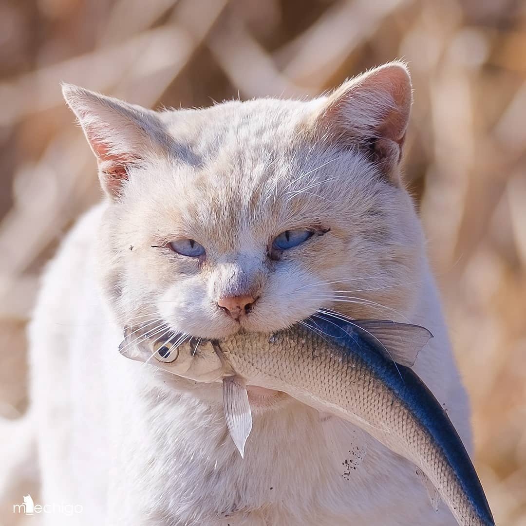 Любители кошек