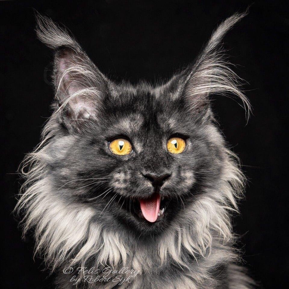 Смеющийся кот юмор