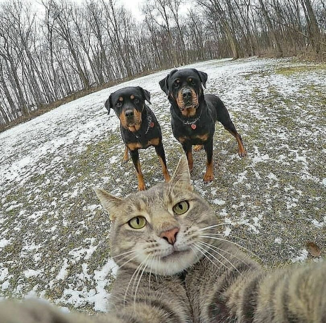 Офигевший кот