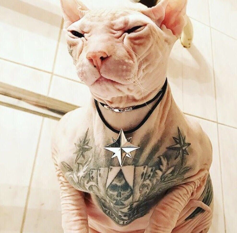 Вожди и коты