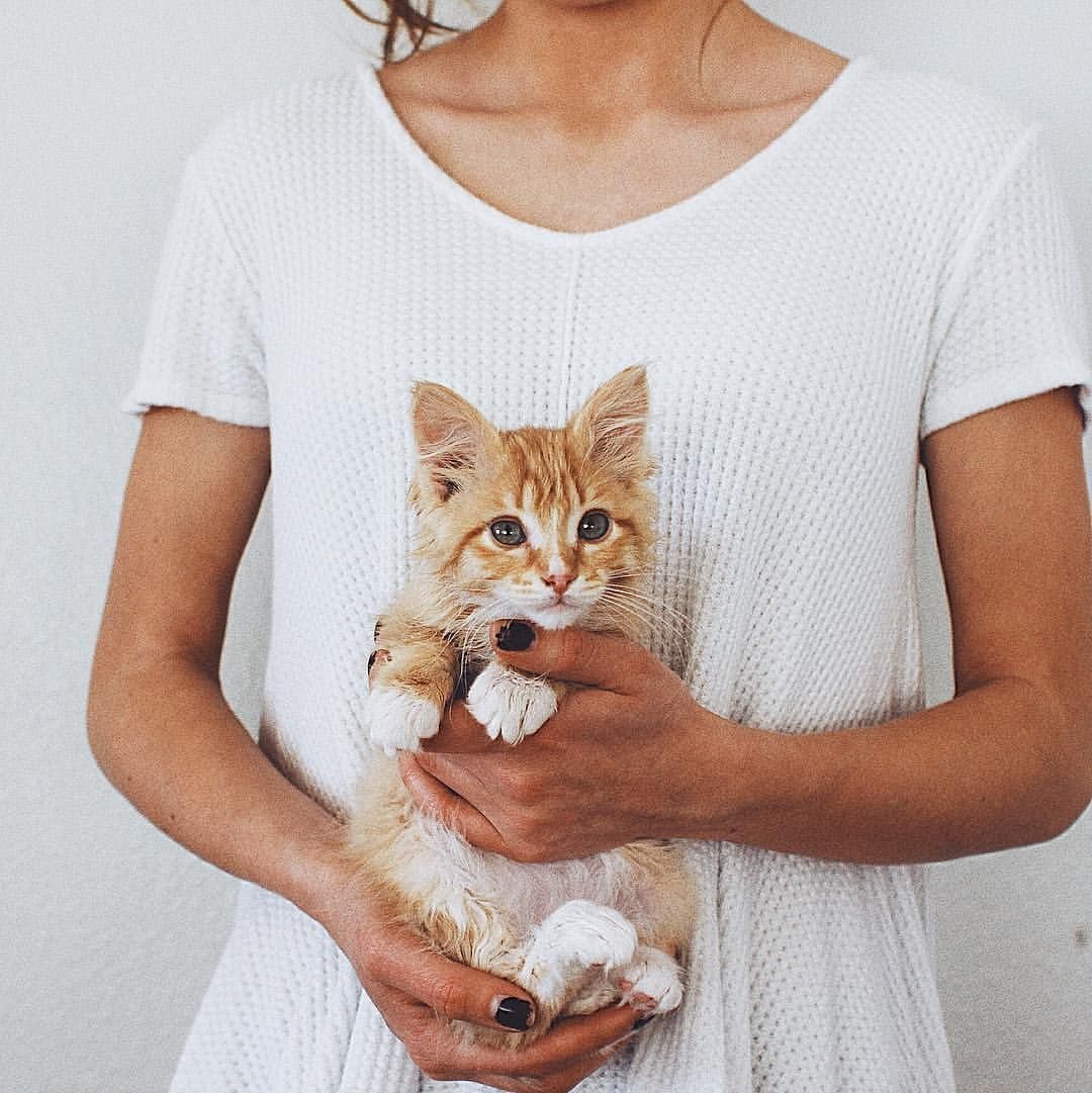 Котята Пинтерест