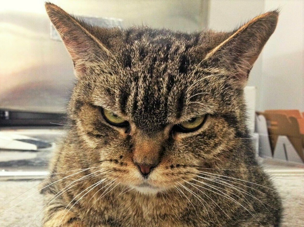 Коты Мейн кун