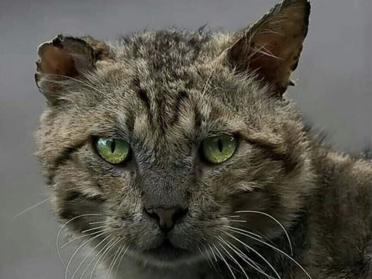 Матерый кот