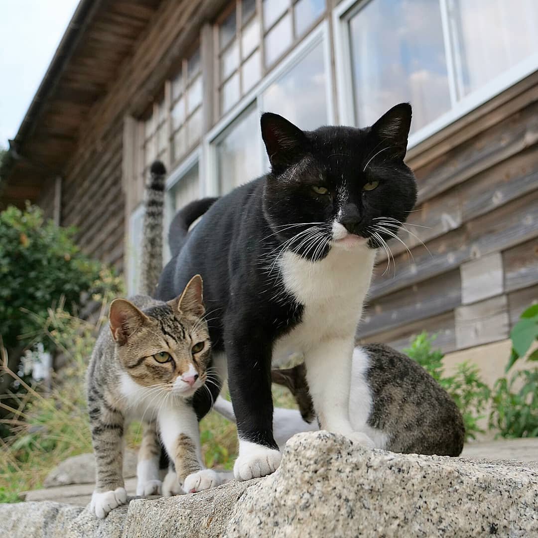 Дерзкий кот