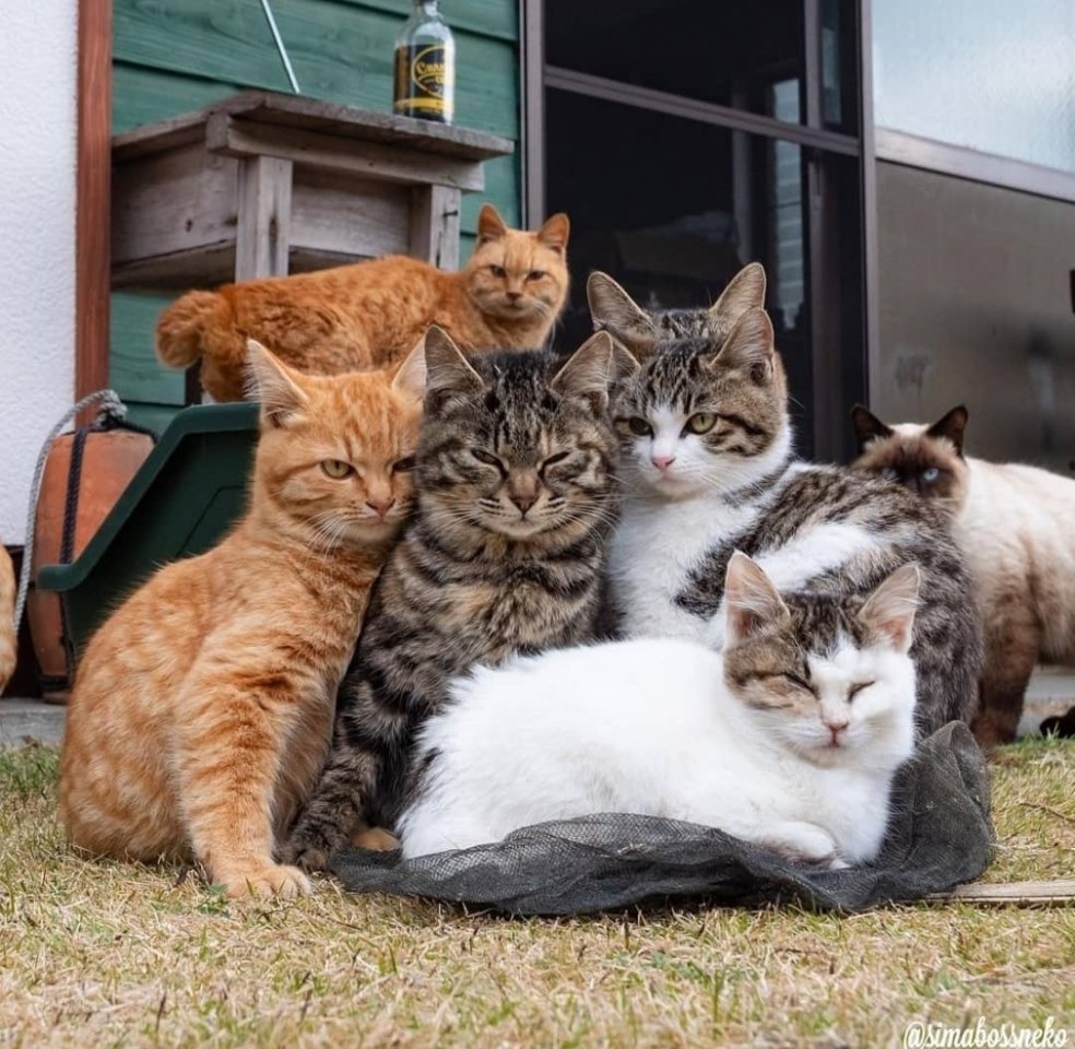 Бродячие коты