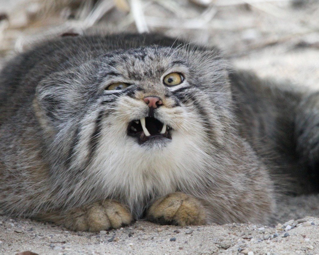 Котик в гневе