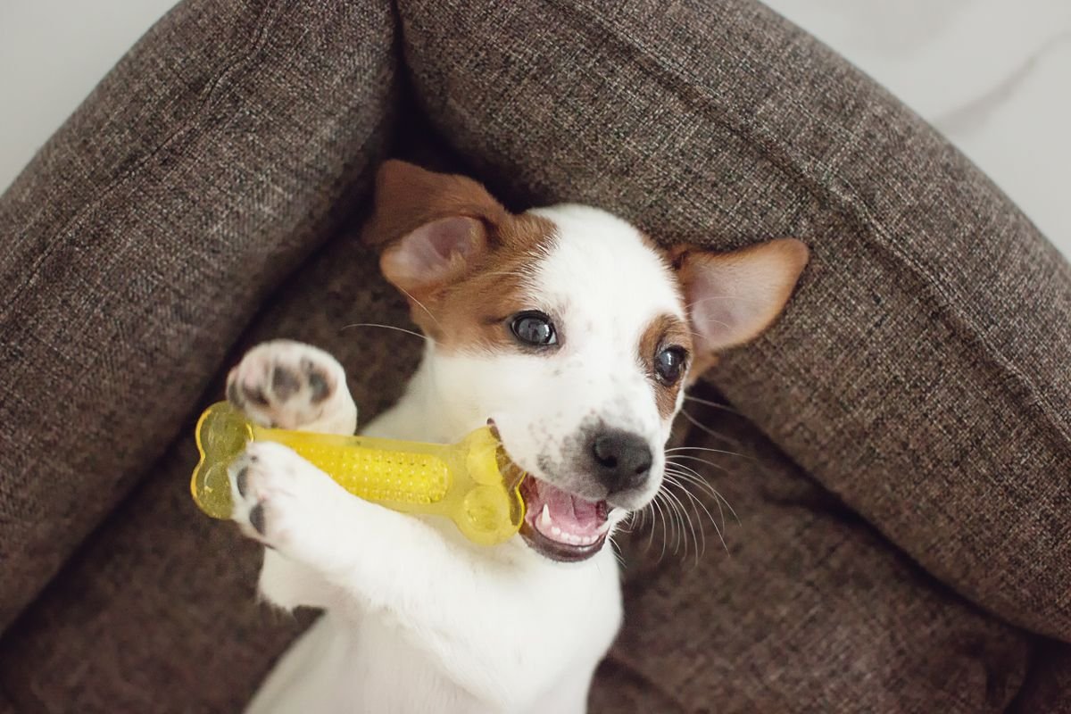 Джек терьер + корги