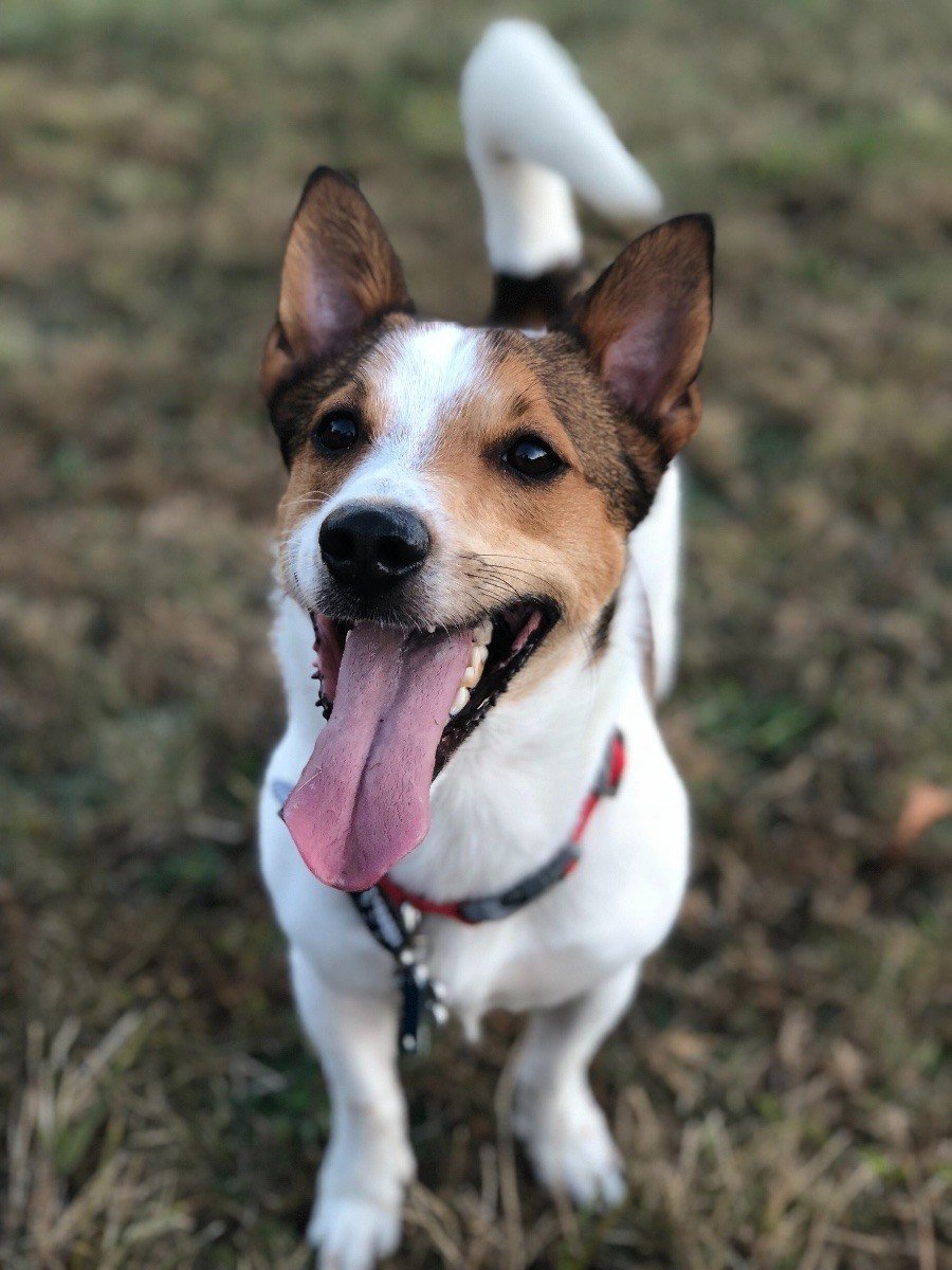 Метис вельш корги