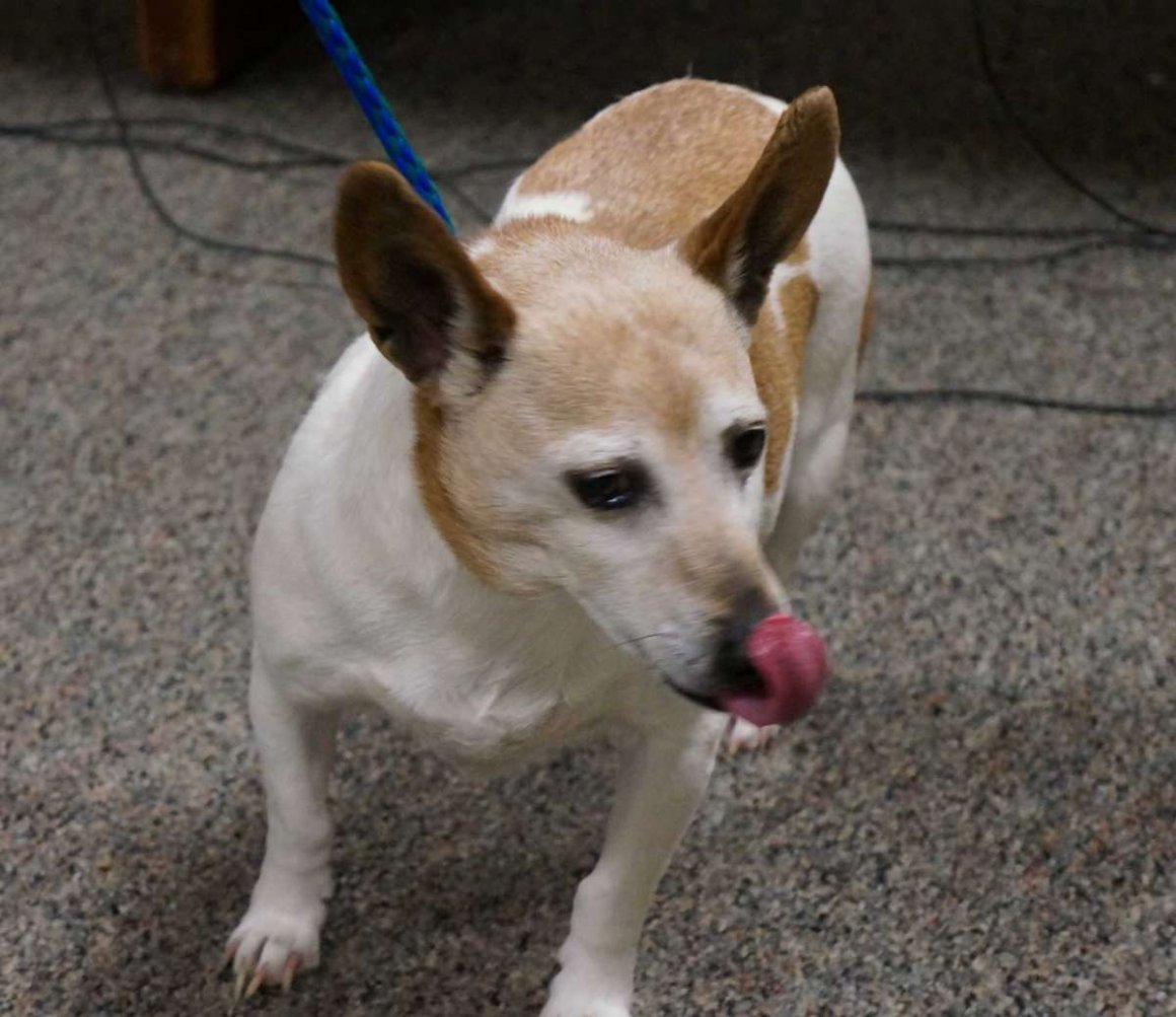 Породы Бигль и корги